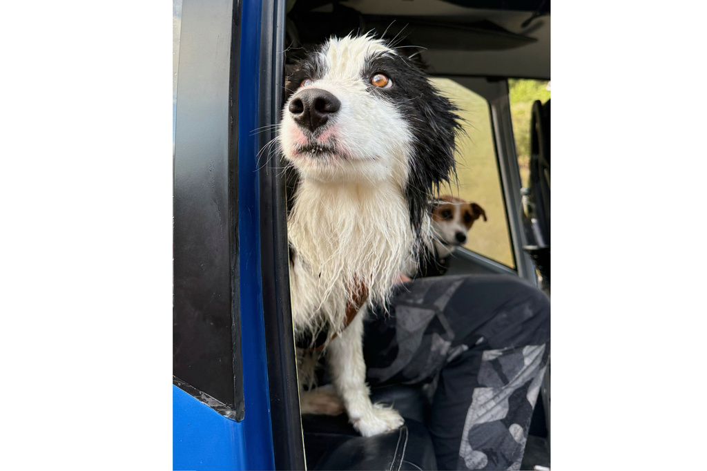 In this photo released by Precision Helicopters Ltd, Molly peers out of the door of a helicopter after her rescue from a waterfall on the Arahura River on the West Coast of the South Island of New Zealand, Tuesday, March 31, 2026. (Precision Helicopters Ltd via AP)
