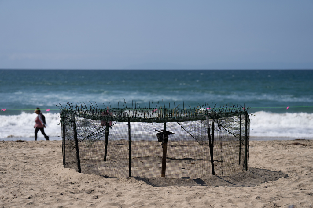 A protective fence surrounds a sea turtle nesting site on the beach in Huntington Beach, Calif., Tuesday, Sept. 22, 2026. (AP Photo/Jae C. Hong)