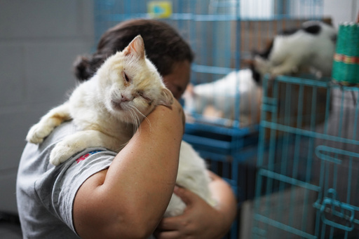 Rafaela Perez hold blind cat Zeus, who she cares for at the Hogar Buena Fortuna pet shelter which she operates out of her home in Mejicanos, El Salvador, Monday, Oct. 13, 2025. (AP Photo/Salvador Melendez) Rafaela Perez hold blind cat Zeus, who she cares for at the Hogar Buena Fortuna pet shelter which she operates out of her home in Mejicanos, El Salvador, Monday, Oct. 13, 2025. (AP Photo/Salvador Melendez)