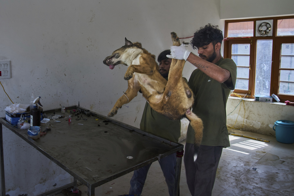 Volunteers from an animal welfare organization prepare a stray dog for sterilization at a veterinary hospital in Srinagar, Indian controlled Kashmir, Tuesday, Sept. 16, 2025. (AP Photo/Dar Yasin)
