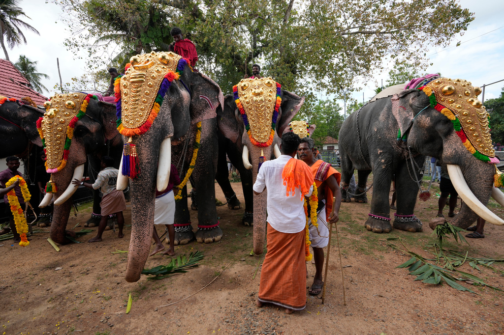 Mahouts prepare elephants for participation in the elephant pageant, or Gajamela, held as part of an annual festival in Thiruvanvandoor, in the southern Indian state of Kerala, Tuesday, May 19, 2026. (AP Photo/Aijaz Rahi)