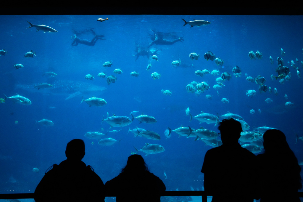 FILE - Georgia Aquarium visitors watch as participants in the Wounded Warrior Project swim in the background, May 6, 2026, in Atlanta. (AP Photo/Brynn Anderson, File)