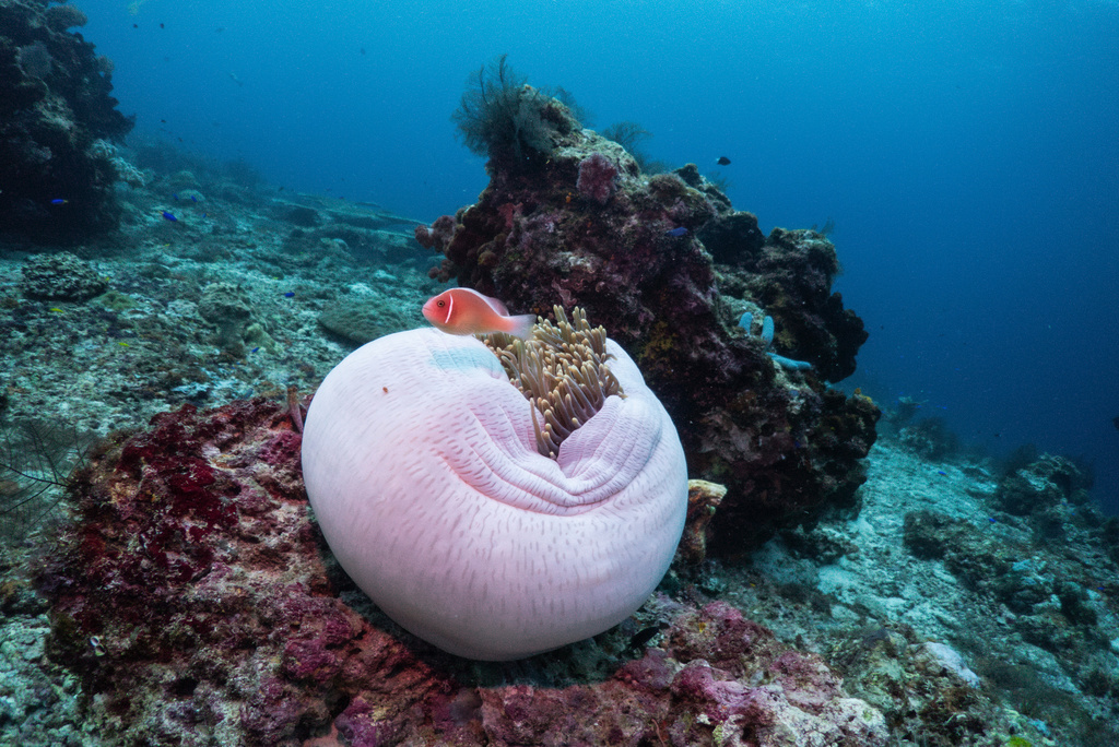 A clownfish swims near sea anemone at the Boo Windows dive site in Misool, Raja Ampat, Indonesia, Wednesday, March 4, 2026. (AP Photo/Claudia Rosel)