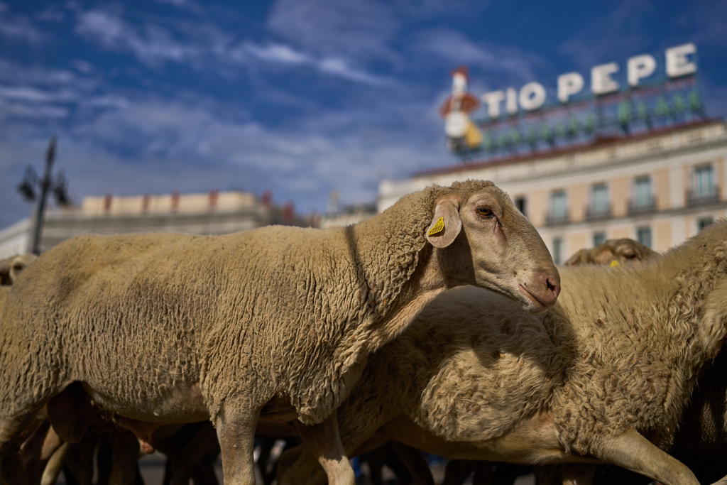A herd of sheep are guided through central Madrid, Spain, as shepherds lead them through the streets in defense of ancient grazing and migration rights in Madrid, Spain, Sunday, Oct. 19, 2025. (AP Photo/Manu Fernandez)