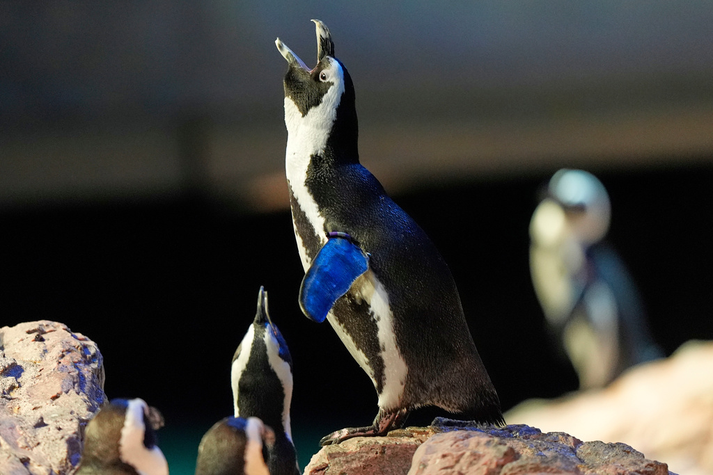 An African penguin calls out at the New England Aquarium in Boston, on Wednesday, Oct. 29, 2025. (AP Photo/Robert F. Bukaty)