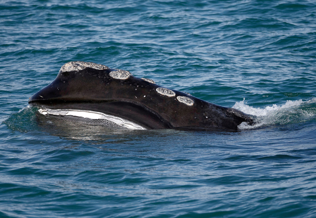 FILE - A North Atlantic right whale feeds on the surface of Cape Cod bay off the coast of Plymouth, Mass., March 28, 2018. (AP Photo/Michael Dwyer, File)
