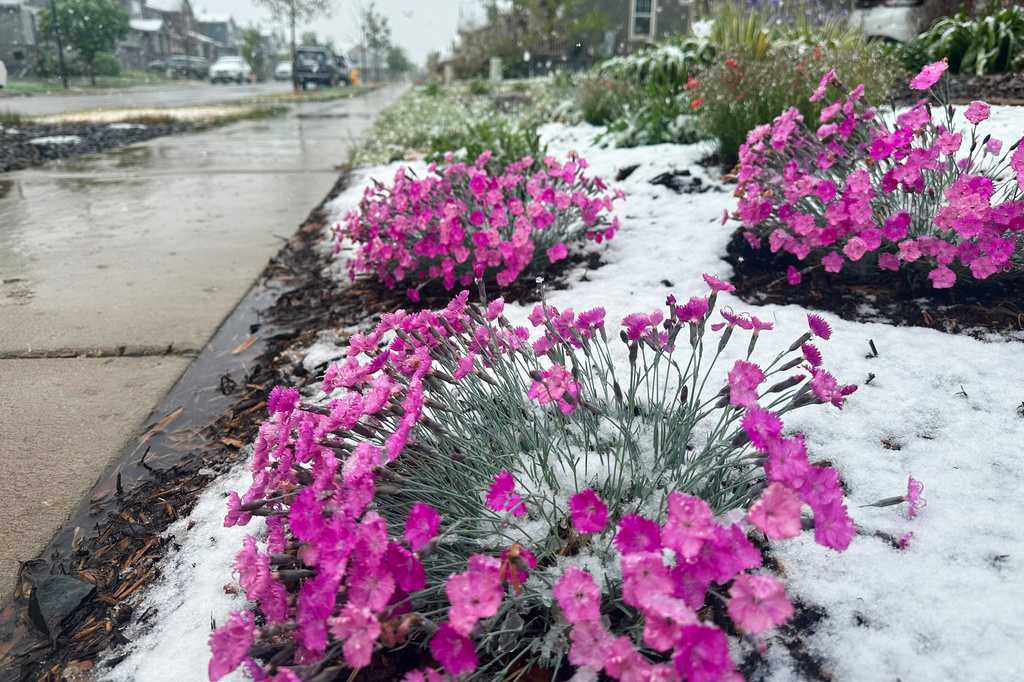 Wet snow falls on flowers Tuesday, May 5, 2026, in Fort Collins, Colo. (AP Photo/Mead Gruver)