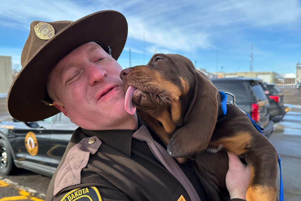 Beau, a bloodhound puppy, licks the face of his handler, North Dakota Highway Patrol Trooper Dustin Pattengale, on Friday, Feb. 27, 2026, outside the Highway Patrol office in Fargo, N.D. (AP Photo/Jack Dura)