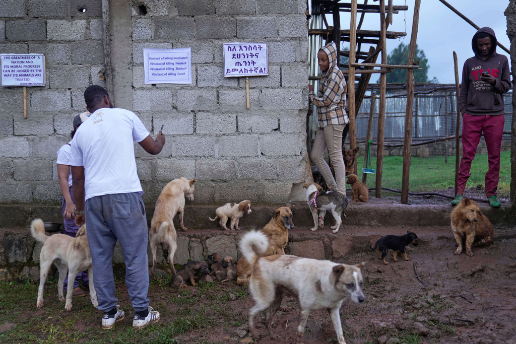 Abandoned stray dogs rest at a shelter in Addis Ababa, Ethiopia, Sunday, Sept. 7, 2025. (AP Photo/Brian Inganga)