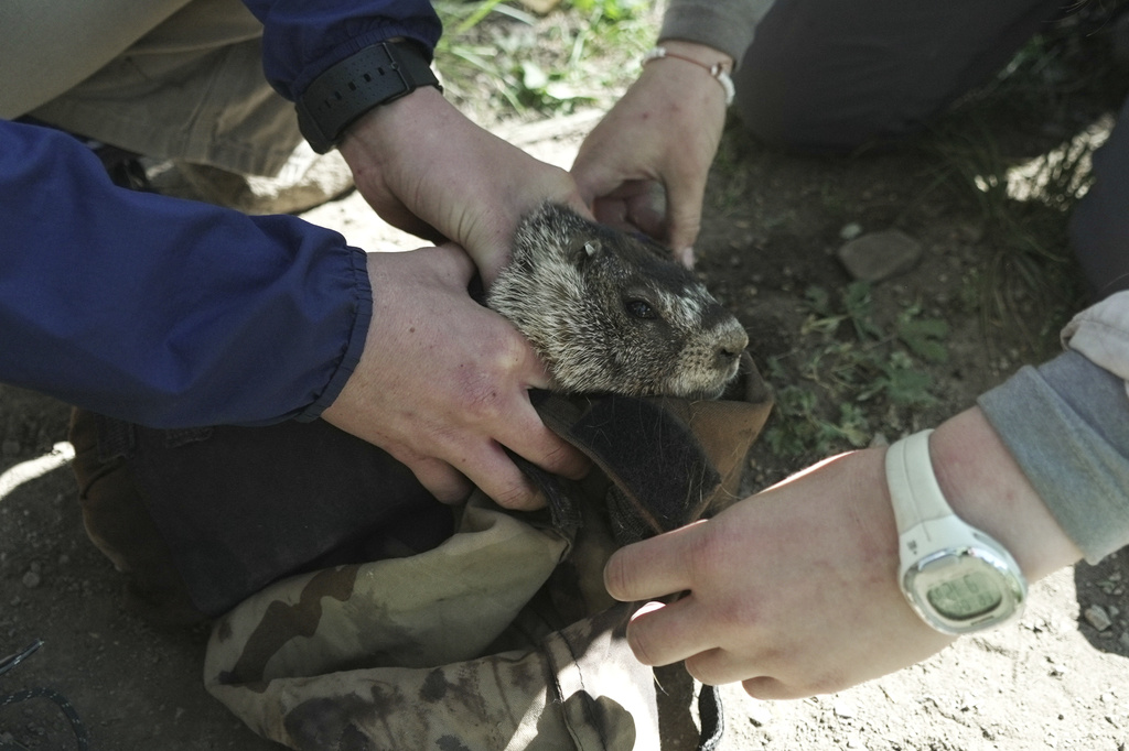 Researchers from the University of California, Los Angeles measure a marmot Friday, Aug. 7, 2026, in Gothic, Colo. (AP Photo/Brittany Peterson)