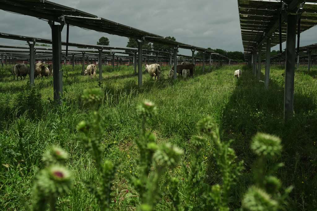 Cattle graze under solar panels Tuesday, April 28, 2026, at a farm in Christiana, Tenn. (AP Photo/Joshua A. Bickel)