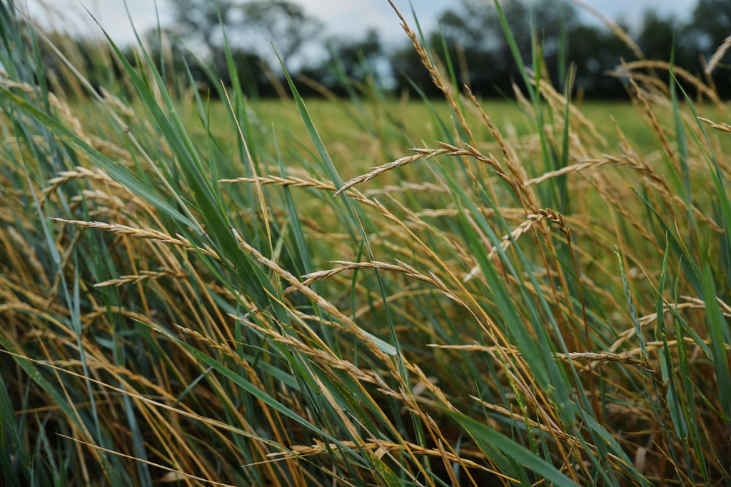 Perennial wheat grows in a research field Tuesday, July 28, 2026, at The Land Institute in Salina, Kan. (AP Photo/Joshua A. Bickel)