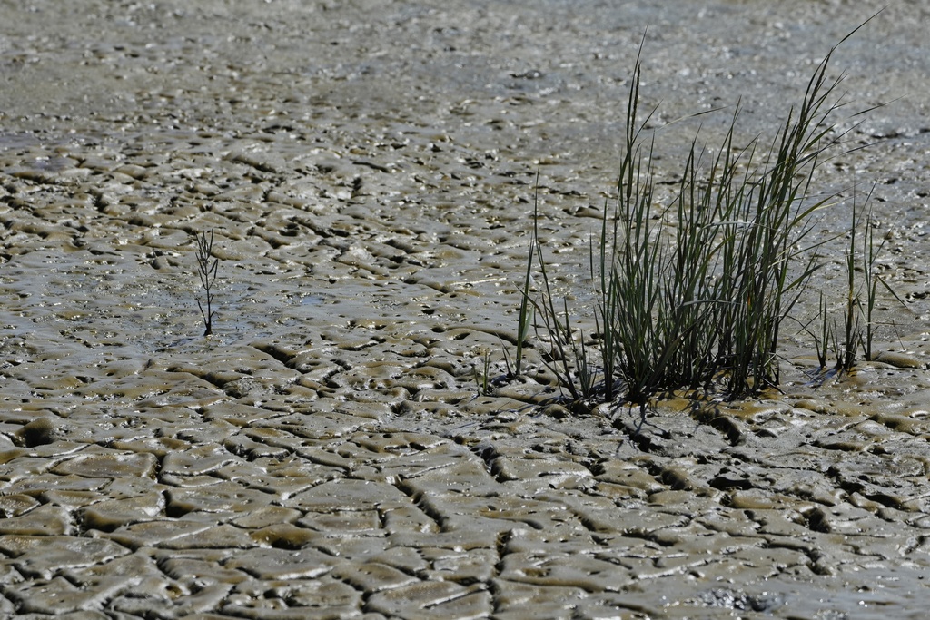 Vegetation is seen at the bottom of Ravenswood Pond R4, which was breached in December 2023 as part of the South Bay Salt Pond Restoration Project, during low tide Thursday, Aug. 14, 2025, in Menlo Park, Calif. (AP Photo/Godofredo A. Vásquez)