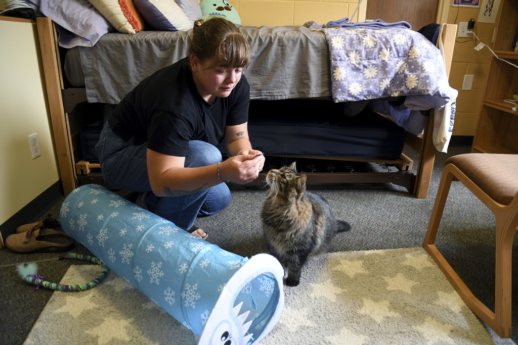 Student Molly Cheer gives her pet comfort cat, Louie, a treat in her dorm room at the University of Northern Colorado in Greeley, Colo., on Monday, Aug. 25, 2025. (AP Photo/Thomas Peipert)
