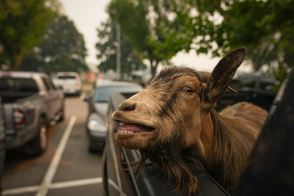 A goat belonging to Greg Krauter, who was forced to evacuate his Summerland, British Columbia, property with his seven goats due to the Bald Range wildfire, stands in the back of his truck outside an evacuee center, in Penticton, British Columbia, Sunday, Aug. 9, 2026. (Darryl Dyck/The Canadian Press via AP)
