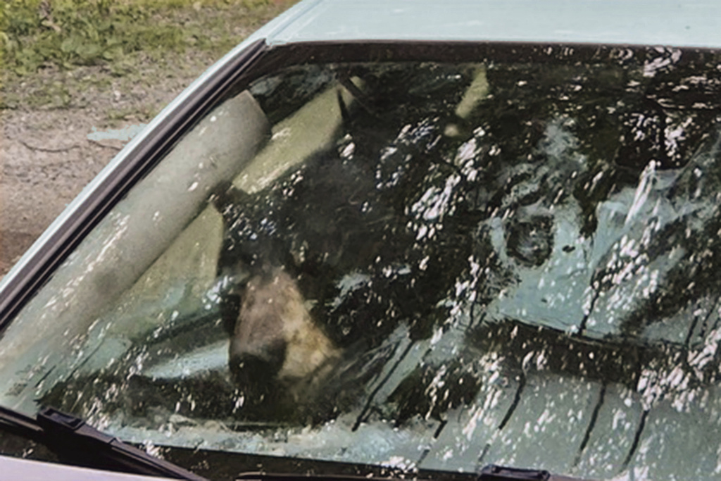 Bear Cub Ran Over Black bear and cub destroy car in Connecticut after getting trapped ...