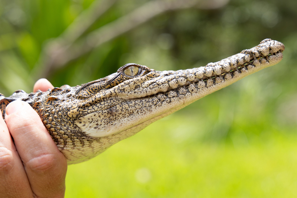 In this photo provided by Australian Reptile Park, its manager Billy Collett holds a freshwater crocodile caught in a creek near Newcastle, Australia, Monday, March 2, 2026. (Chloe Burgess-Jones/Australian Reptile Park via AP)