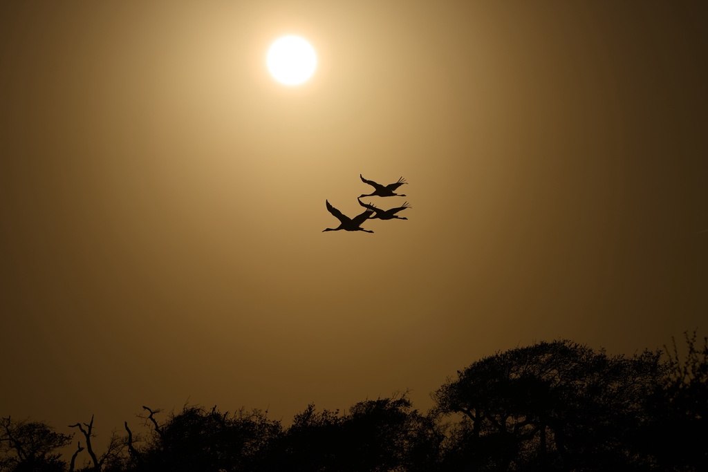Whooping cranes fly Thursday, Dec. 11, 2025, in Rockport, Texas. (AP Photo/John Locher)