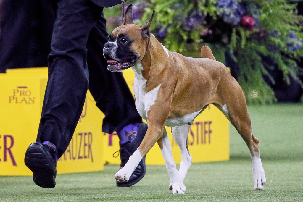 FILE — Wilma, the boxer, competes during 144th Westminster Kennel Club dog show, in this Feb. 11, 2020 file image, in New York. (AP Photo/John Minchillo, File)