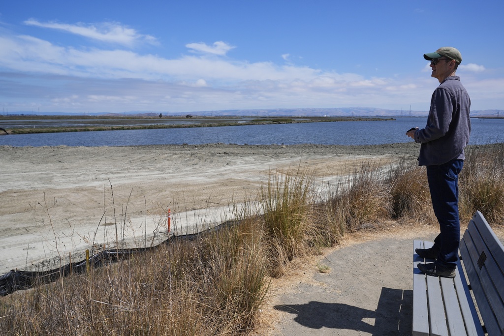 Dave Halsing, executive project manager at the California State Coastal Conservancy, looks at the Pond A1 site Thursday, July 24, 2025, in Mountain View, Calif. (AP Photo/Godofredo A. Vásquez)