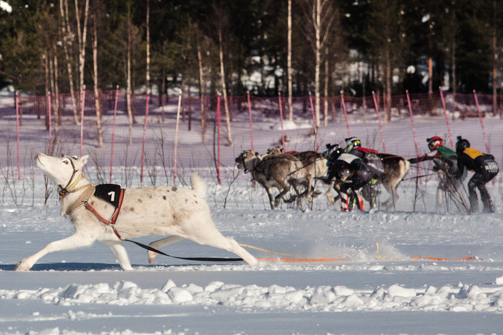 A reindeer breaks away from the pack during the Salla Porocup reindeer sprint racing event on the frozen Lake Keselmajarvi in Salla, Finland, March 7, 2026. (AP Photo/Aino Vaananen)