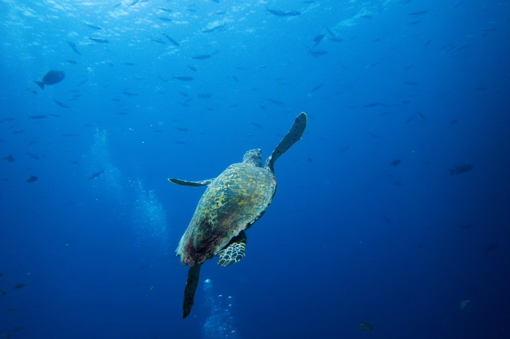 A sea turtle swims at the Mayhem Ridge dive site in Raja Ampat, Indonesia, Friday, March 6, 2026. (AP Photo/Claudia Rosel)