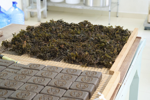 Handcrafted soaps made out of seaweed sits at Mwani Zanzibar, a boutique seaweed farm and factory, in Paje, Zanzibar, Tanzania, Thursday, July 24, 2025. (AP Photo/Jack Denton) Handcrafted soaps made out of seaweed sits at Mwani Zanzibar, a boutique seaweed farm and factory, in Paje, Zanzibar, Tanzania, Thursday, July 24, 2025. (AP Photo/Jack Denton)