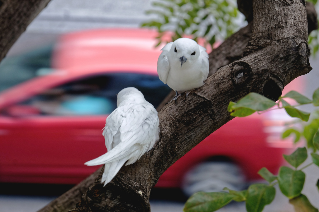 A white tern nesting pair incubating their egg outside an office building parking garage, March 15, 2019, in downtown Honolulu. (Melody Bentz via AP)