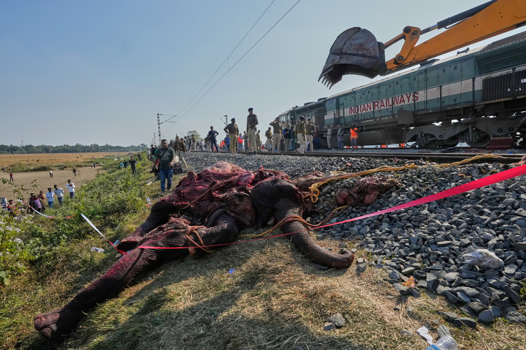 A carcass of an Asiatic wild elephant being removed from a railway track after a speeding train hit a heard of wild elephant in the early morning in Changjurai village east of Guwahati, India, Saturday, Dec. 20, 2025. (AP Photo/Anupam Nath)