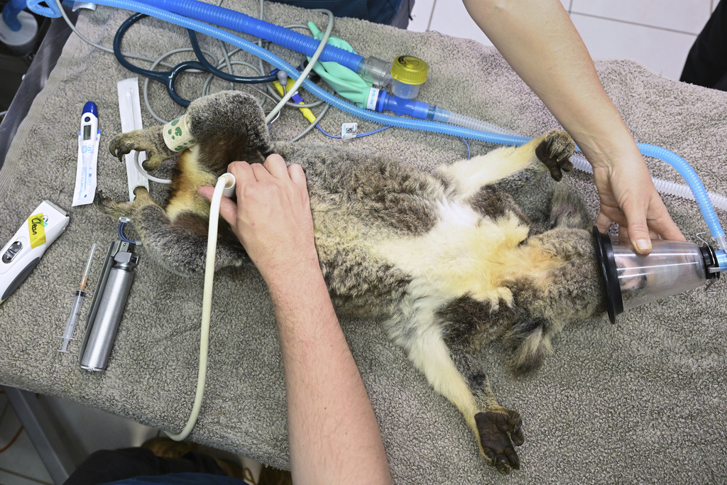 A Koala is seen being treated for chlamydia at the Endeavour Veterinary Ecology at Toorbul, north of Brisbane, Australia, Tuesday, Sept. 9, 2025. (Darren England/AAP Image via AP)