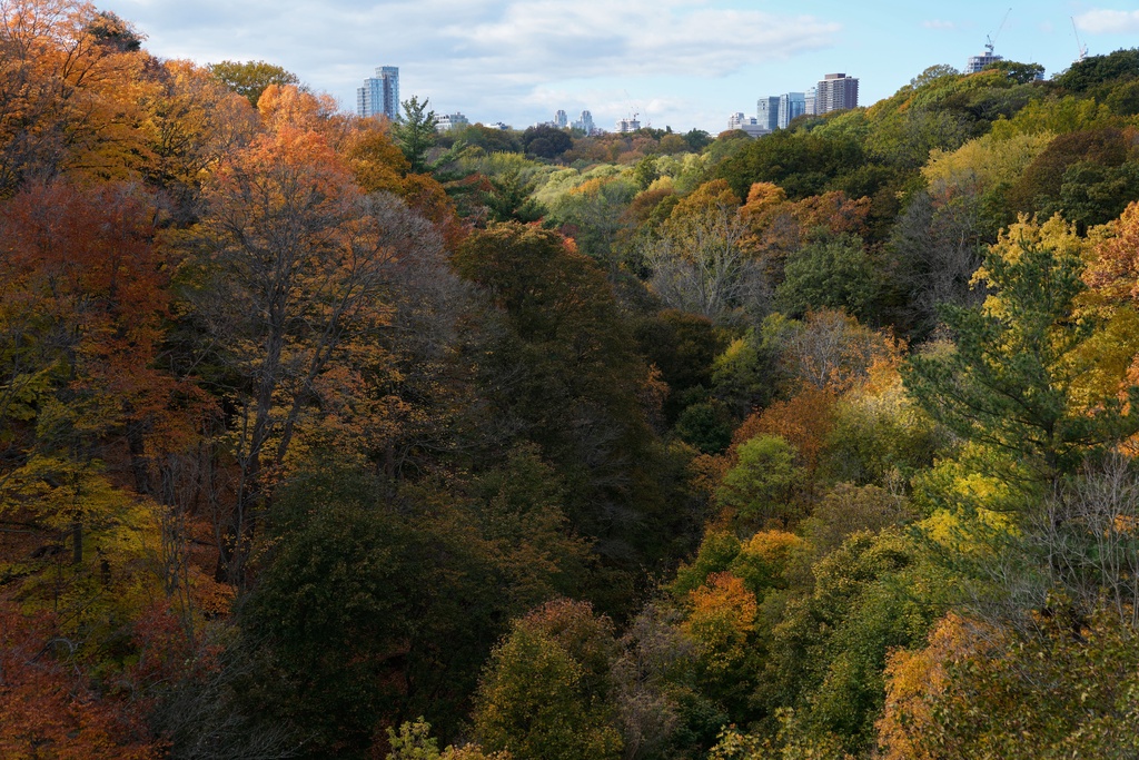 Colorful trees are visible at the Park Drive Reservation Trail in Toronto, Tuesday, Oct. 28, 2025. (AP Photo/Kamran Jebreili)