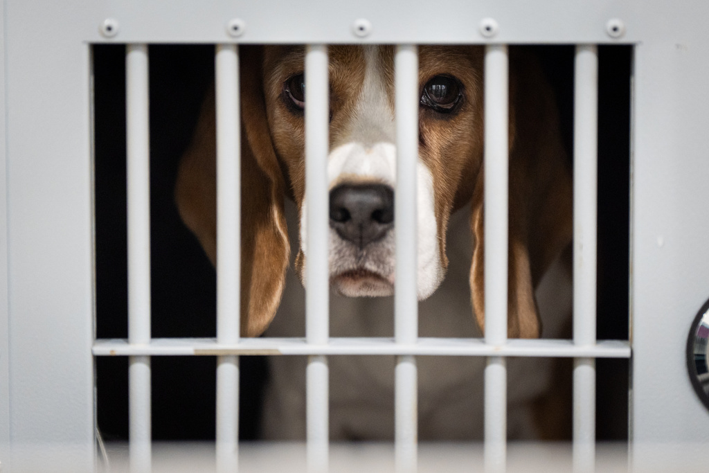 A beagle sits in his crate at the 150th Westminster Kennel Club Dog Show, Monday, Feb. 2, 2026, in New York. (AP Photo/Angelina Katsanis)