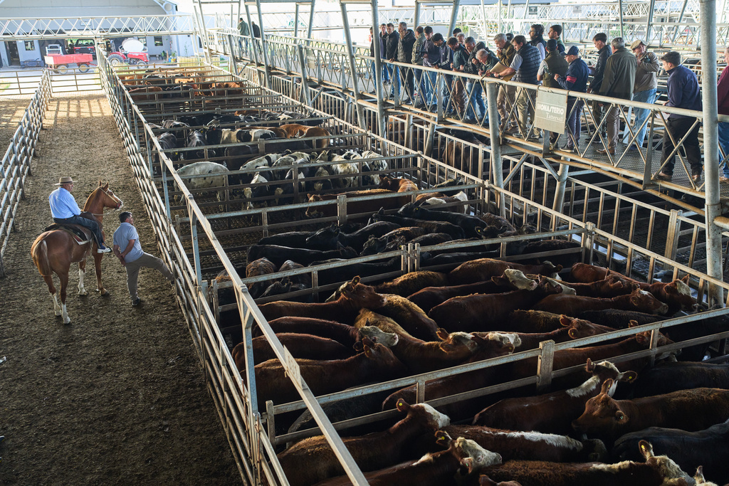 Buyers inspect cattle before bidding at the livestock market in Canuelas, Argentina's main cattle trading hub, Tuesday, Oct. 21, 2025. (AP Photo/Rodrigo Abd)
