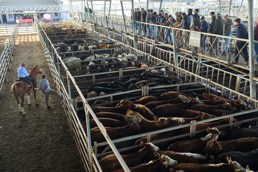 Buyers inspect cattle before bidding at the livestock market in Canuelas, Argentina's main cattle trading hub, Tuesday, Oct. 21, 2025. (AP Photo/Rodrigo Abd) Buyers inspect cattle before bidding at the livestock market in Canuelas, Argentina's main cattle trading hub, Tuesday, Oct. 21, 2025. (AP Photo/Rodrigo Abd)
