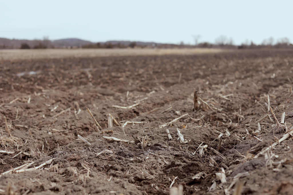 A field used for corn silage on Blue Spruce Farm is pictured on Tuesday, March 24, 2026, in Bridport, Vt. (AP Photo/Amanda Swinhart)