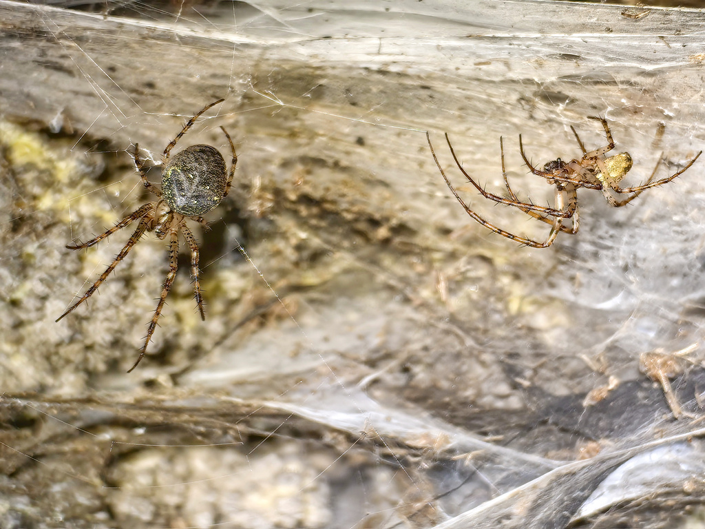 An undated image shows a female, left, and male Metellina Merianae spider in their individual webs on a wall in Sulfur Cave, on the Greek-Albanian border. (Istvan Urak via AP)