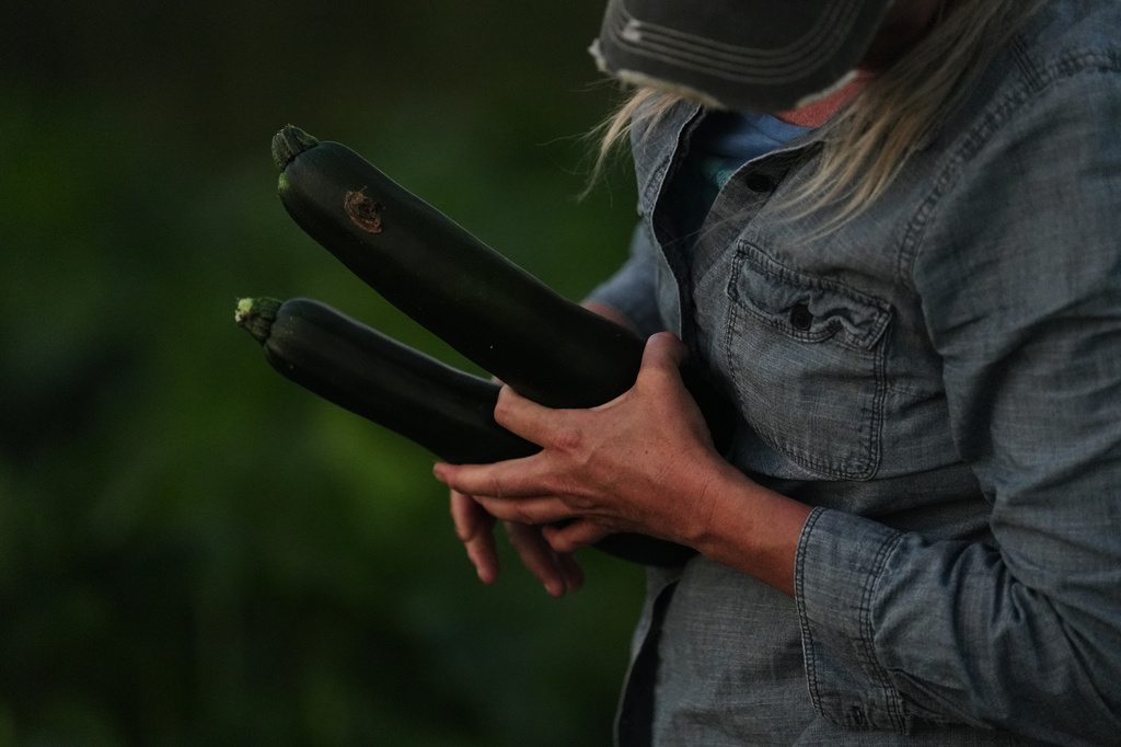 Annie Woods holds zucchini while harvesting produce Wednesday, July 1, 2026, at her farm in Brooksville, Ky. (AP Photo/Joshua A. Bickel)