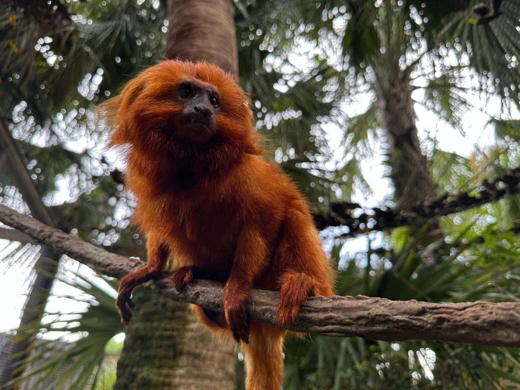 A golden lion tamarin is seen inside its new habitat at the Palm Beach Zoo Conservation Society on Thursday, Sept. 18, 2025 in West Palm Beach, Fla. (AP Photo/Cody Jackson)
