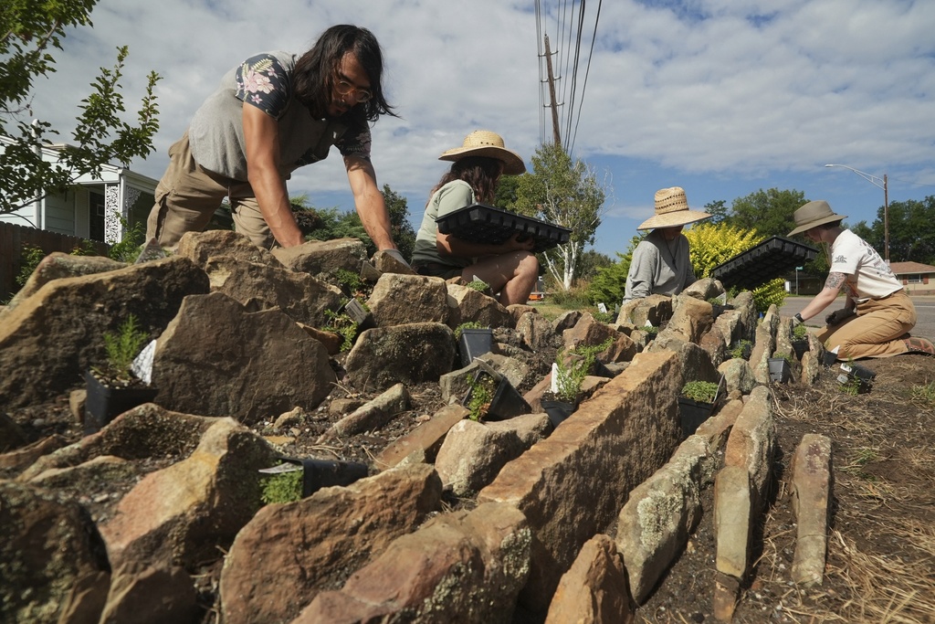 Greg Gorskiy plants a crevice garden Thursday, Aug. 28, 2025, in Littleton, Colo. (AP Photo/Brittany Peterson)