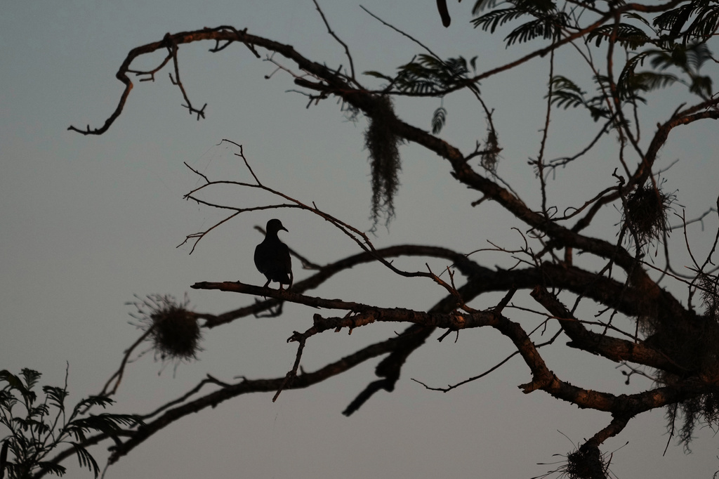 A bird rests in a tree at the Santa Ana Wildlife Refuge in Alamo, Texas, Monday, Aug. 24, 2026. (AP Photo/Eric Gay)