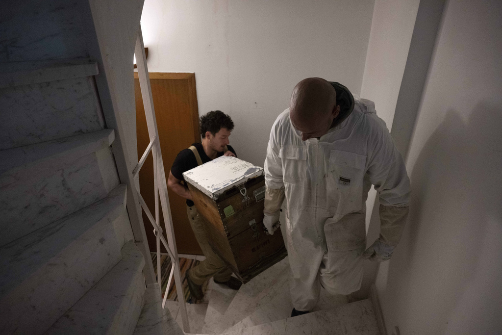 Grigoris Melas, foreground, and Konstantinos Pantoudis carry a beehive during a late-night transfer to a building's rooftop, in the Vyronas suburb of Athens, Greece, May 6, 2025. (AP Photo/Michael Varaklas)