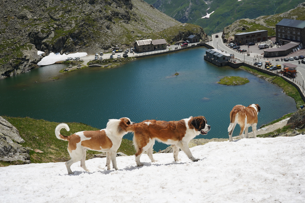 St. Bernard dogs from the Barry foundation run in the hills at the St. Bernard Pass, Switzerland, Monday, June 22, 2026. (AP Photo/Jez Fielder)