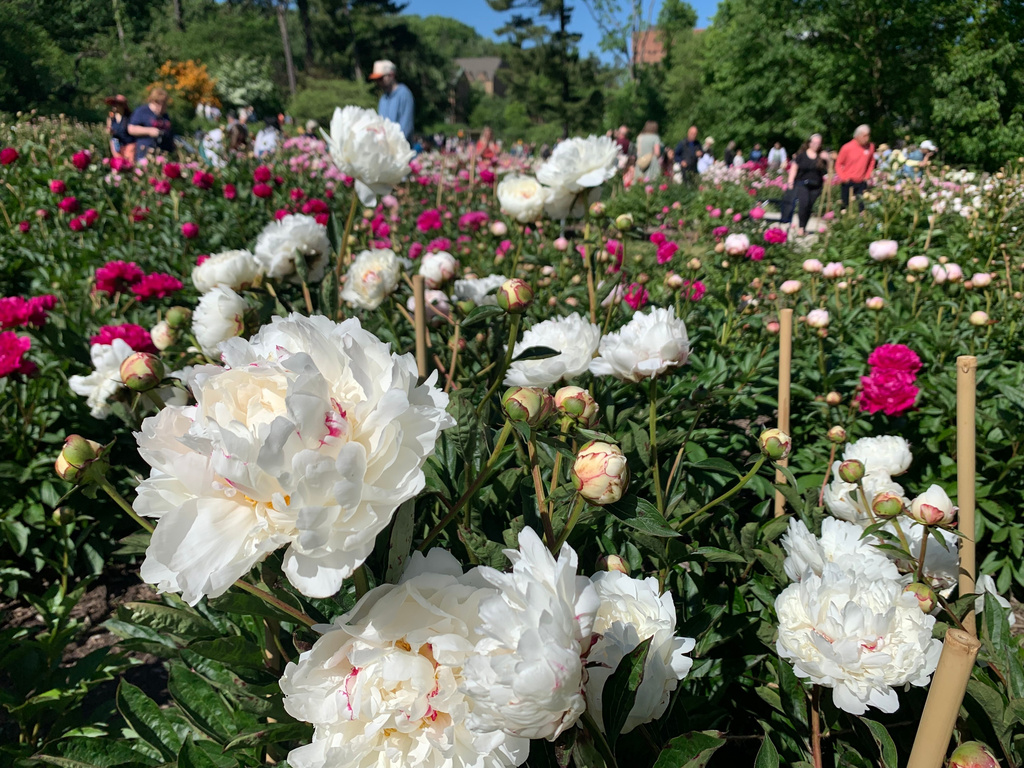 Peonies are on display at Nichols Arboretum's W.E. Upjohn Peony Garden Saturday, May 30, 2026, in Ann Arbor, Mich. (AP Photo/Mike Householder)