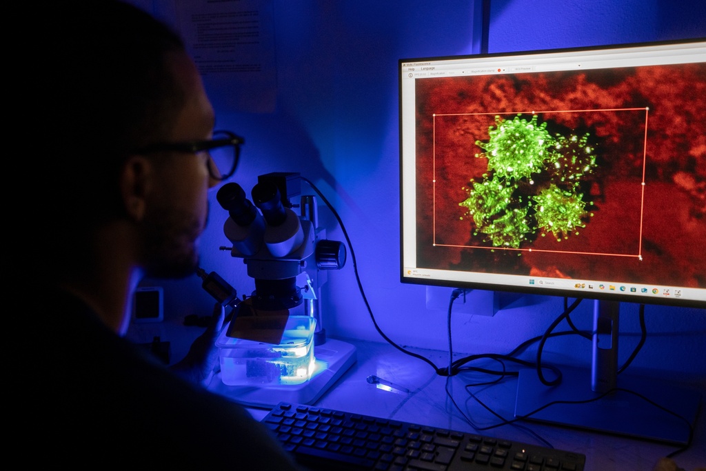A microscopic view of brain corals is displayed, visible under ultraviolet light as they grow on a piece of ceramic, at Fundemar's laboratory in Bayahibe, Dominican Republic on Oct. 17, 2025. (AP Photo/Francesco Spotorno)