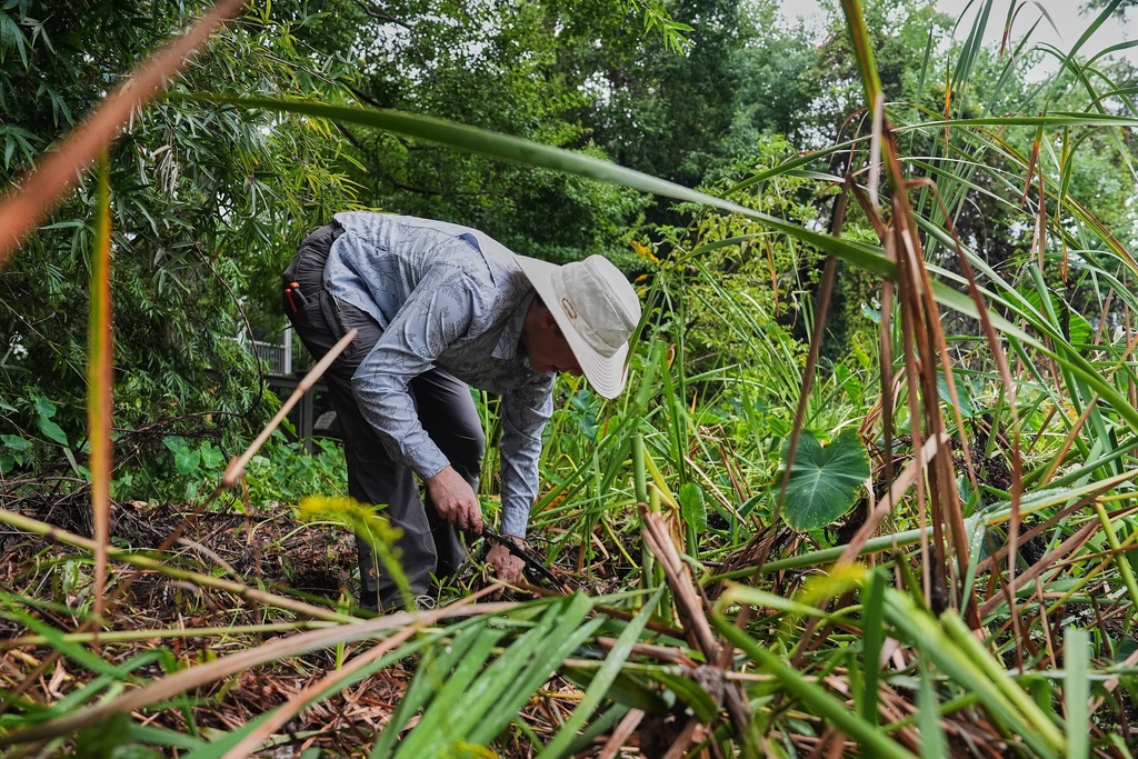 Sharleen Johnson removes invasive plants from a neighborhood pollinator garden Tuesday, Oct. 7, 2025, in Charleston, S.C. (AP Photo/Joshua A. Bickel)