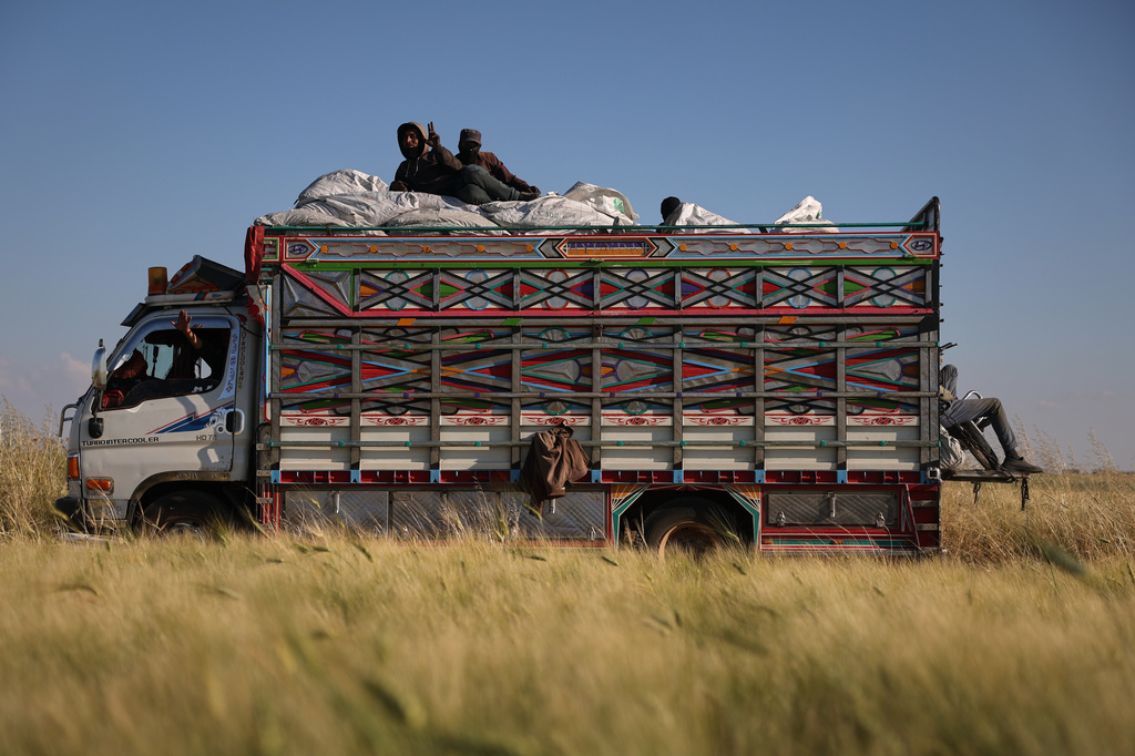 Syrian laborers ride atop sacks of harvested green wheat used to produce freekeh, a roasted grain widely used in Levantine cuisine and made by harvesting immature wheat and roasting it over open flames to separate and preserve the grains, in a field on the outskirts of Taftanaz, northwestern Syria, Sunday, May 24, 2026. (AP Photo/Ghaith Alsayed)