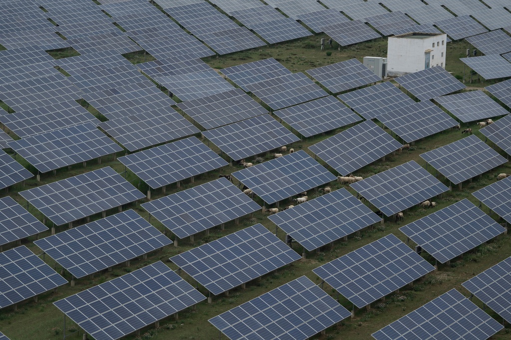 Sheep graze under solar panels in Hainan prefecture of western China's Qinghai province on Tuesday, July 1, 2025. (AP Photo/Ng Han Guan)