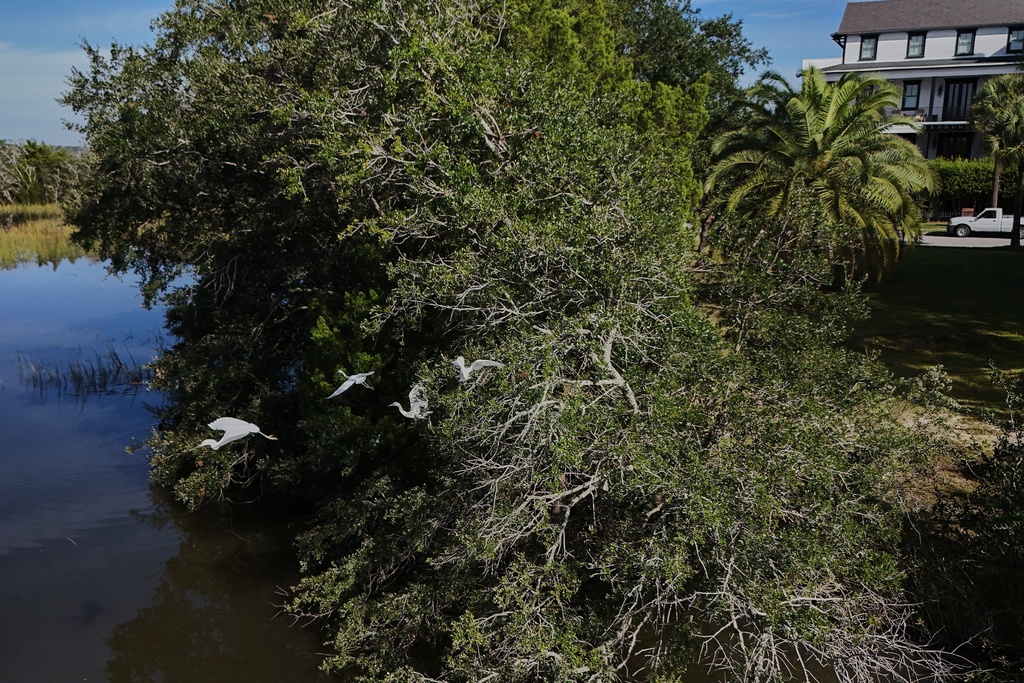 Snowy egrets take flight over a salt marsh near a neighborhood Wednesday, Oct. 8, 2025, in Charleston, S.C. (AP Photo/Joshua A. Bickel)