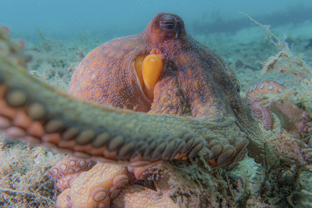 This photo provided by researchers in September 2024 shows a wild Octopus americanus off the coast of south Florida. (Chelsea Bennice via AP)