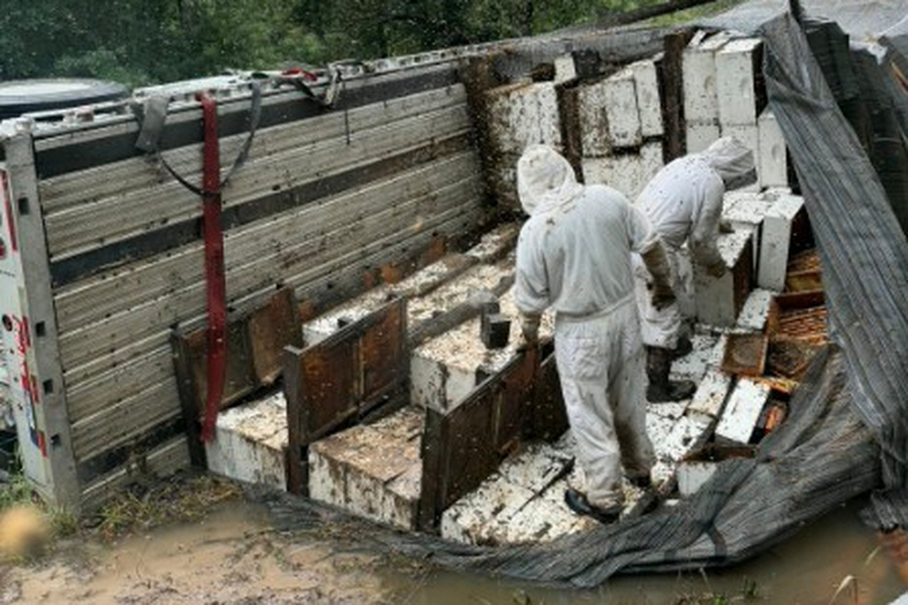 Workers move hives after a semitrailer carrying about 400 beehives toppled over, allowing millions of bees to escape into a rural neighborhood in Orange, Texas, on June 21, 2026. (Christie Ray/Queen Bee Supply via AP)